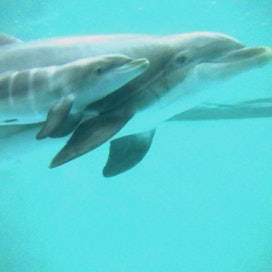 Animalian mukaan kreikkalaispuistossa on kuollut viisi delfiiniä ennenaikaisesti viiden vuoden aikana. LEHTIKUVA / HANDOUT