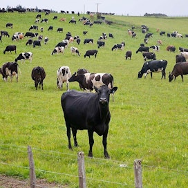 Uusi-Seelanti kuuluu maailman suurimpiin maidontuottajiin.