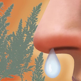 Heinänuha syntyy kun siitepölyhiukkaset aiheuttavat nenän limakalvoilla voimakkaan tulehdusreaktion.