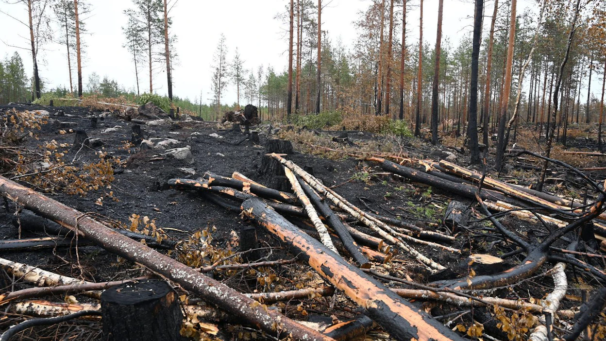 Metsävakuutustarjousta OP Pohjolalta pyytäneet metsänomistajat ovat yllättyneet, kun vakuutusta ei ole ollut mahdollista saada Pohjois- ja Keski-Pohjanmaalla, kertoo Kaleva. Kuva on Kalajoen paloalueelta.