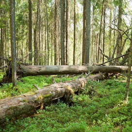 Luonnonperintösäätiön kautta lluonnonystävä voi ”omistaa” palan metsää. Paavinkin metsätilkku on hankittu Luonnonperintösäätiön kautta.