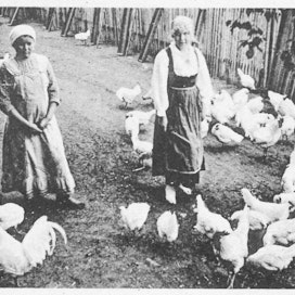 Kanakonsulentit opettivat naisille, kuinka kanat saataisiin munimaan enemmän. Kasvanut munamäärä tuotti naisille omaa rahaa. Kuva 1910-luvulta.