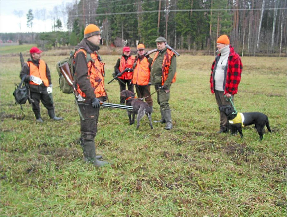 Monet metsästysseurat järjestävät vierasjahteja. Kuvassa Suomen metsästäjäliiton rusakkojahdin osanottajia Etelä-Hämeen Lopella viime syksynä. Reijo Vesterinen