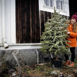 Puutalobaby-nimistä blogia kirjoittava Krista Ahola sai jouluksi ruukussa kasvavan kuusen. Puu on yksi Torbjörn Granbergin vuosi sitten hankkimista ruukkukuusista.