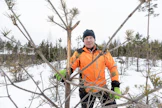Tässä taimikossa latva on pahimmillaan taitettu jo kolme kertaa samasta puusta. ”Ei ole mitään muuta vaihtoehtoa kuin aloittaa kokonaan alusta”, Matti Äijö toteaa pilalle kalutusta puustosta.