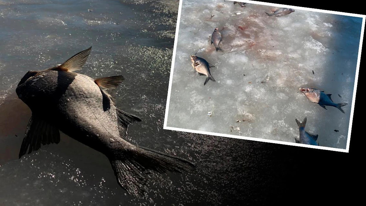 Maaseudun Tulevaisuuden toimittaja kävi varmistamassa ilmiön paikanpäällä Oulussa.