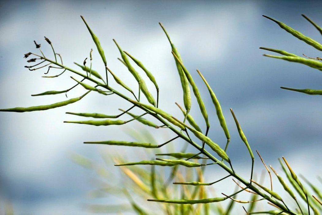 Märän ja kylmän kevään takia kylvät venyivät pitkälle kesään.