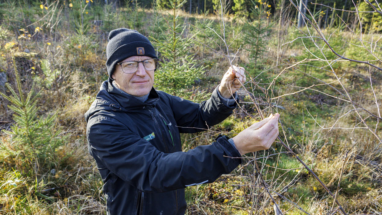 Taimirivien väleissä kasvavaa lehtipuuta on kätevä poistaa ja myöhemmin kasvattaa harvennettavaksi. Rivitaimikkoa tutkailee metsänhoidon johtava asiantuntija Markku Remes.