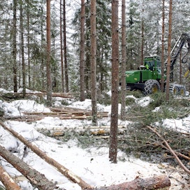 Metsäyritykset ovat ostaneet talviharvennuskohteita nopealla korjuuajalla.