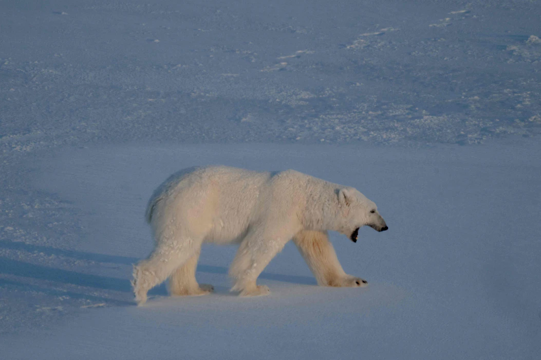 Jääkarhu heräsi sumutorven ääneen. Kuvituskuva. AFP/LEHTIKUVA.