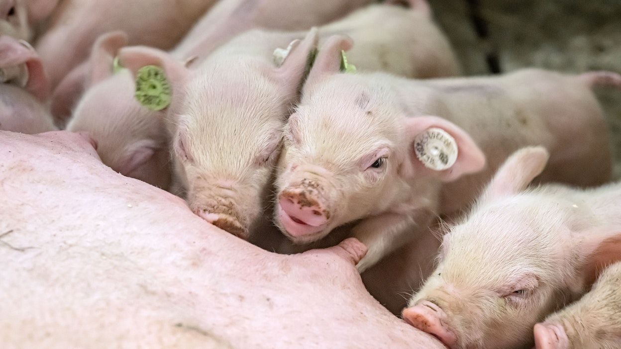 Porsaita aterialla. Kuvituskuva.