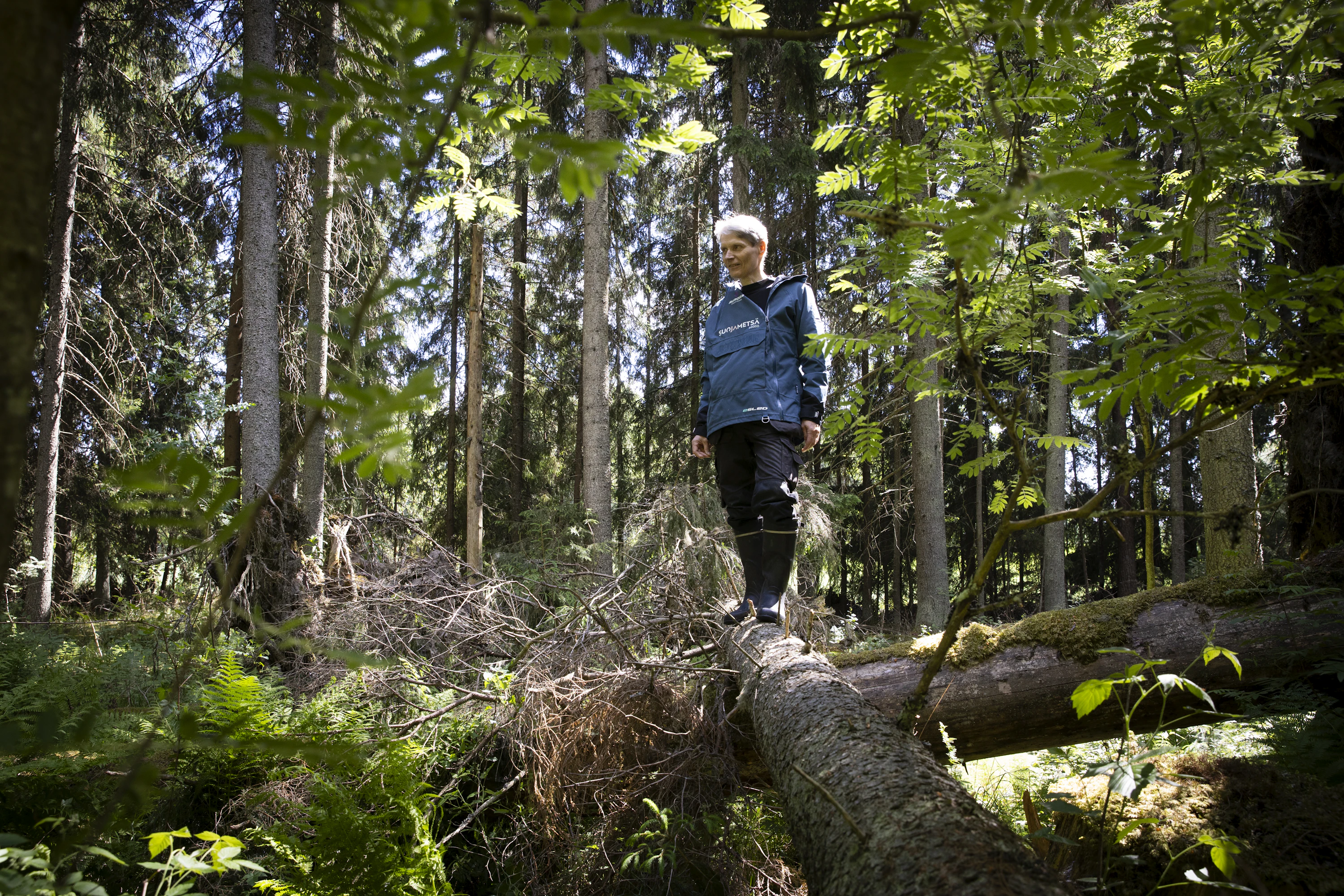 Someron vanha metsä oli ollut pitkään samalla perheellä, joka oli jo jättänyt sen sivuun hakkuilta.