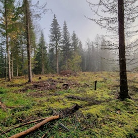 Yksi keino tehokkaampaan puun hyödyntämiseen ja hiilinielujen kasvattamiseen on metsänhoitotoimenpiteiden kehittäminen.