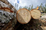 Metsä Group hankkii jatkossa kaikki metsurityöt ostopalveluina.