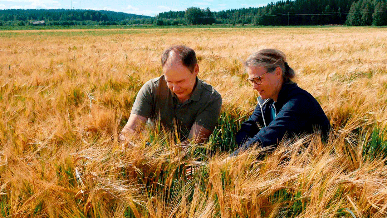 Aikainen kaksitahoinen Maire-ohra pensoo suuria satoja, toteavat kasvinjalostaja <strong id="strong-9abcc580ca65b526ff4c713a6e556894">Elina Nissilä</strong> Borealilta ja viljelijä <strong id="strong-06520732a8e1107e69517194ab7c4b0b">Kari Alasaari </strong>Lapualta.