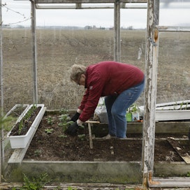 Loimaalainen omavaraisviljelijä Sari Keskitalo istuttaa Annabelle-perunaa kasvihuoneeseen.