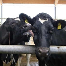 Maidontuotannon tulevaisuus on holstein-karjassa. Tuotosseurannan tulokset kertovat, että ayrshiren osuus pienenee vauhdilla.