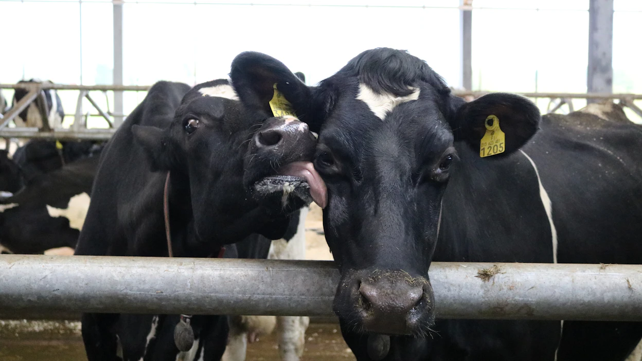 Maidontuotannon tulevaisuus on holstein-karjassa. Tuotosseurannan tulokset kertovat, että ayrshiren osuus pienenee vauhdilla.
