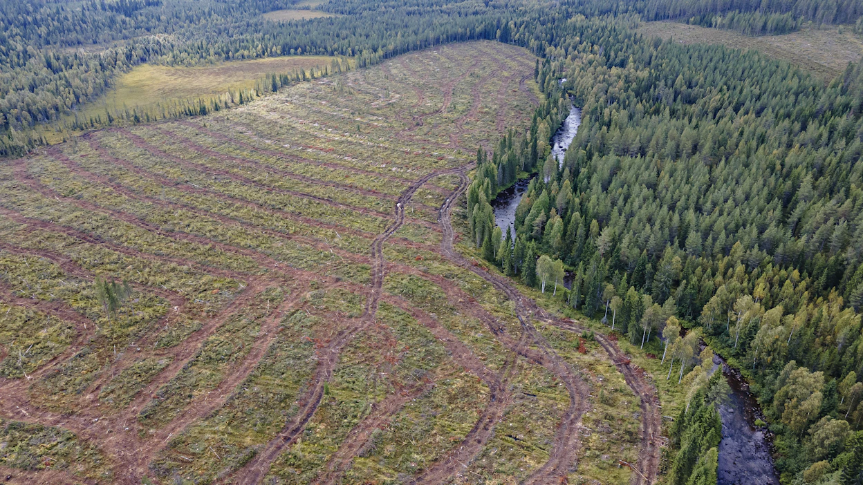 Metsäteollisuus ry on ilmoittanut sitoutuvansa 50 metrin suojavyöhykkeisiin raakkuesiintymien lähellä.