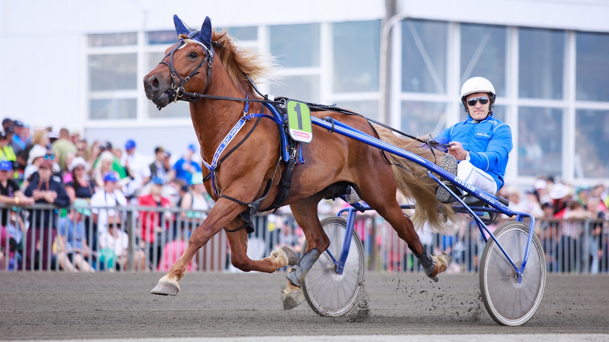 Markku Tonteri ja Luosalan Taisto ovat kilpailleet kuluvana vuonna useamman kerran viisivuotisikäluokan kovimpia hevosia vastaan. Kuvassa kaksikko valmistautuu Pikkukunkku-lähtöön Forssassa.