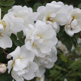 Perinteinen juhannusruusu eli Rosa spinosissima ’Plena’. Valkokukkaisia lajeja ovat perinteisen juhannusruusun lisäksi muun muassa morsionruusu ja tarhapimpinellaruusu ’Linnanmäki’.