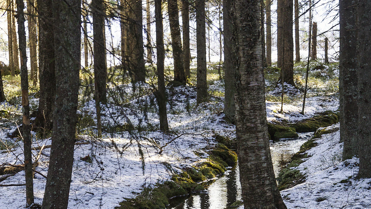 Ympäristötuki on tarkoitettu ensisijaisesti metsälain kymppipykälässä tarkoitettujen erityisen tärkeiden elinympäristöjen ominaispiirteiden säilyttämiseen.