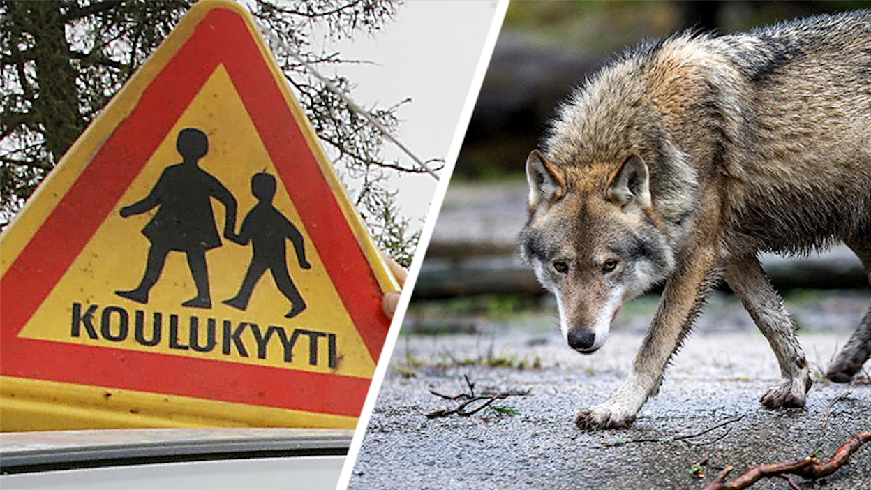 Koululaisten turvallisuus huolettaa Ilomantsissa.