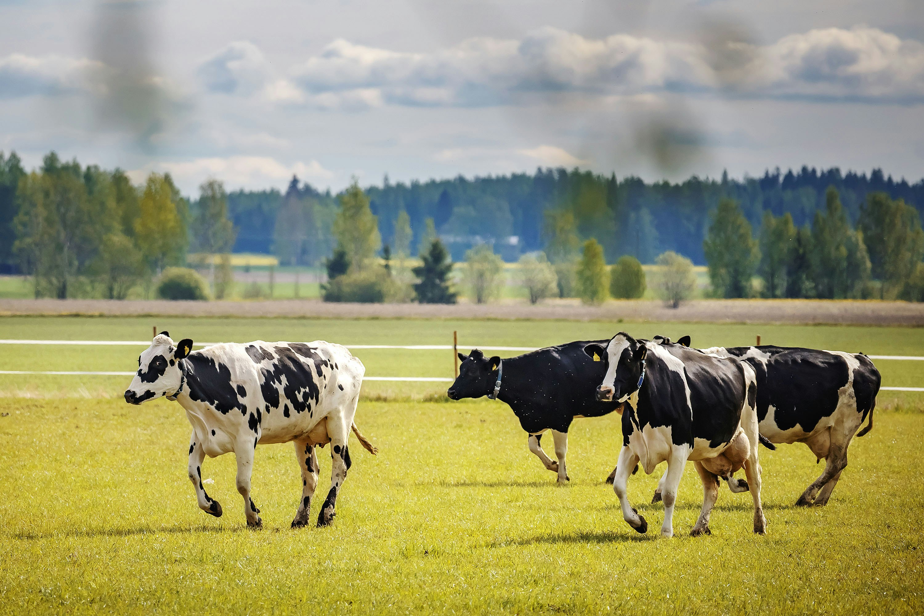 Anttilan tilan holsteinit pääsivät esittäytymään vauhdikkaimmillaan Kärkölän yhteiskoulun 3. ja 4. luokkalaisille.