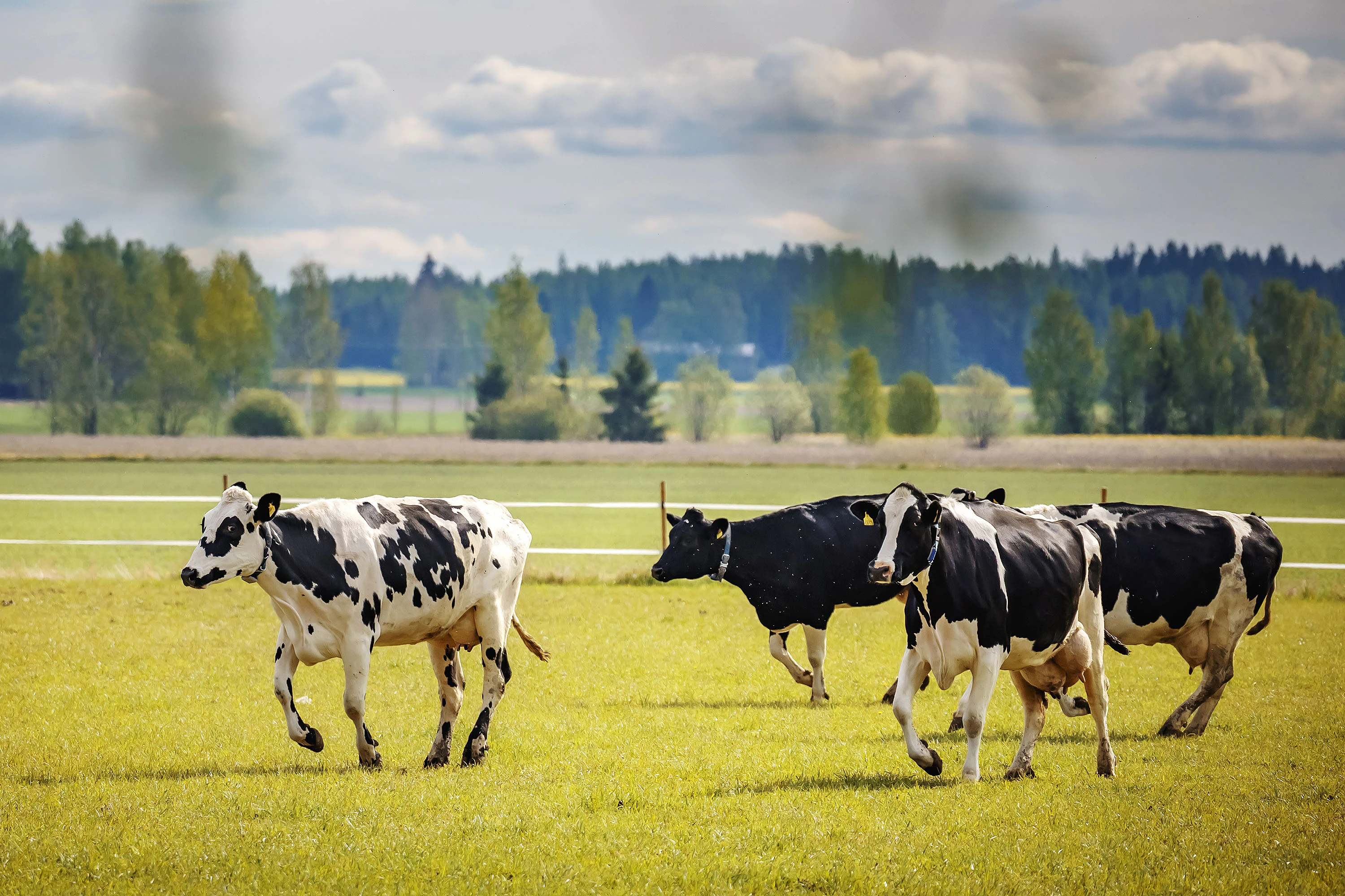 Anttilan tilan holsteinit pääsivät esittäytymään vauhdikkaimmillaan Kärkölän yhteiskoulun 3. ja 4. luokkalaisille.