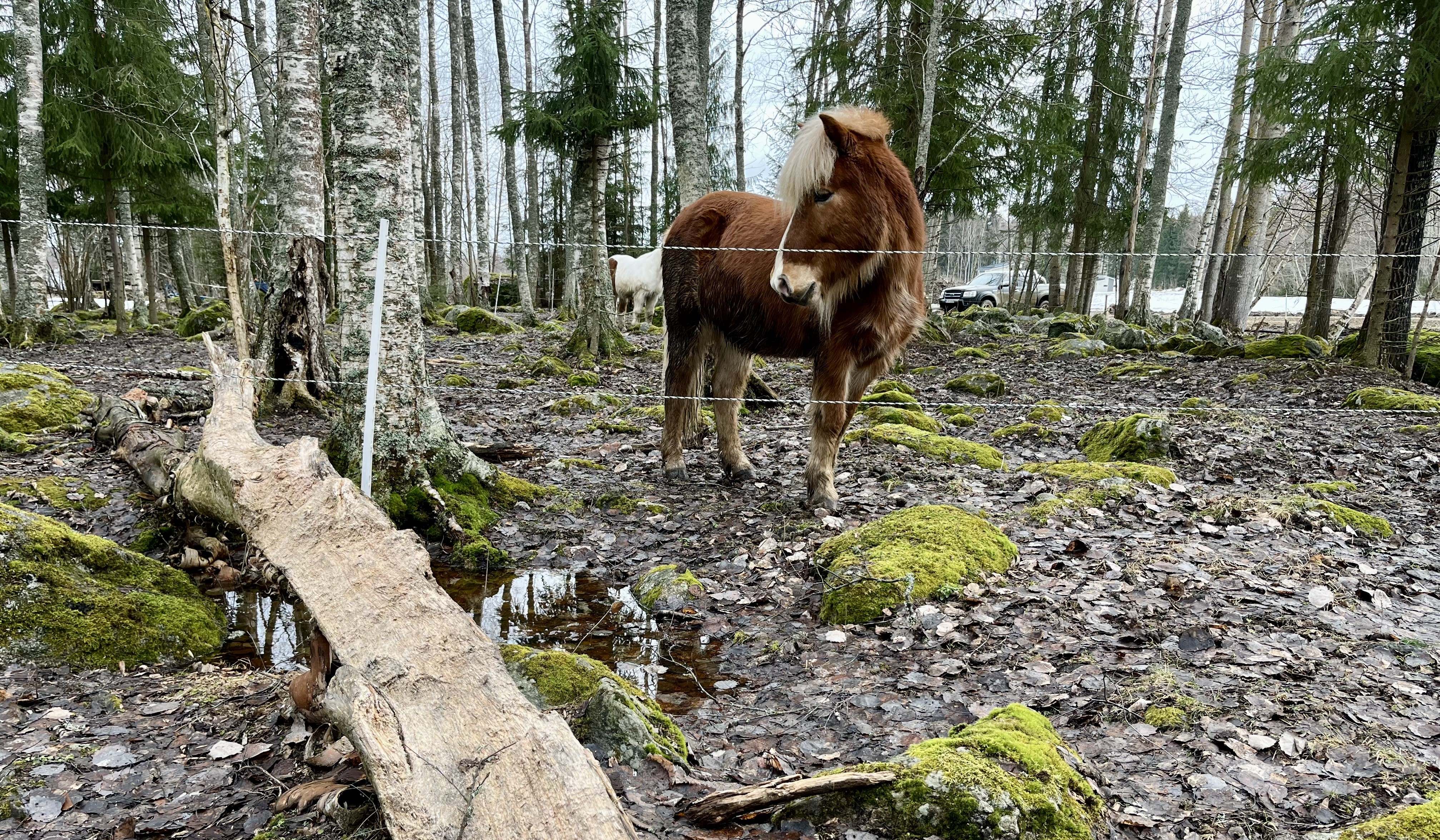 Majavan tekosia? Ei, vaan metsätyypin hevosen, jonka perimässä on tieto siitä, että puuta voi käyttää ravinnoksi. 