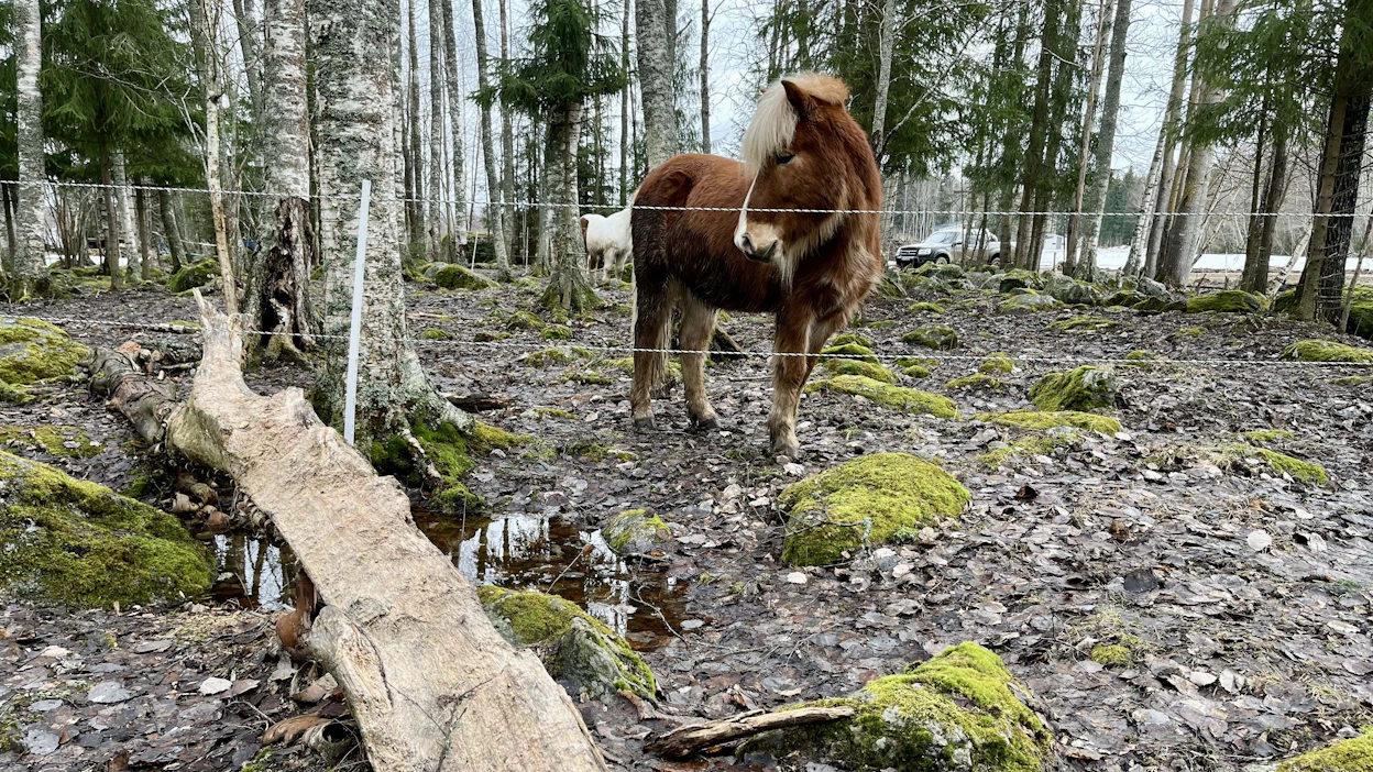 Majavan tekosia? Ei, vaan metsätyypin hevosen, jonka perimässä on tieto siitä, että puuta voi käyttää ravinnoksi.