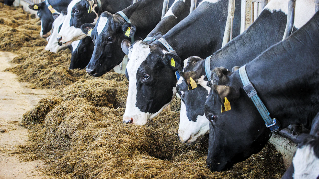 Viruksen jäljille päästiin tautiin kuolleen kissan kautta. Kuvituskuvan lehmät eivät liity tapaukseen.