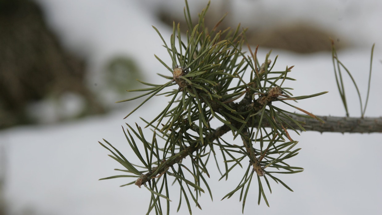 Neulaset mäntyjen sivuoksista maistuvat hirvelle.