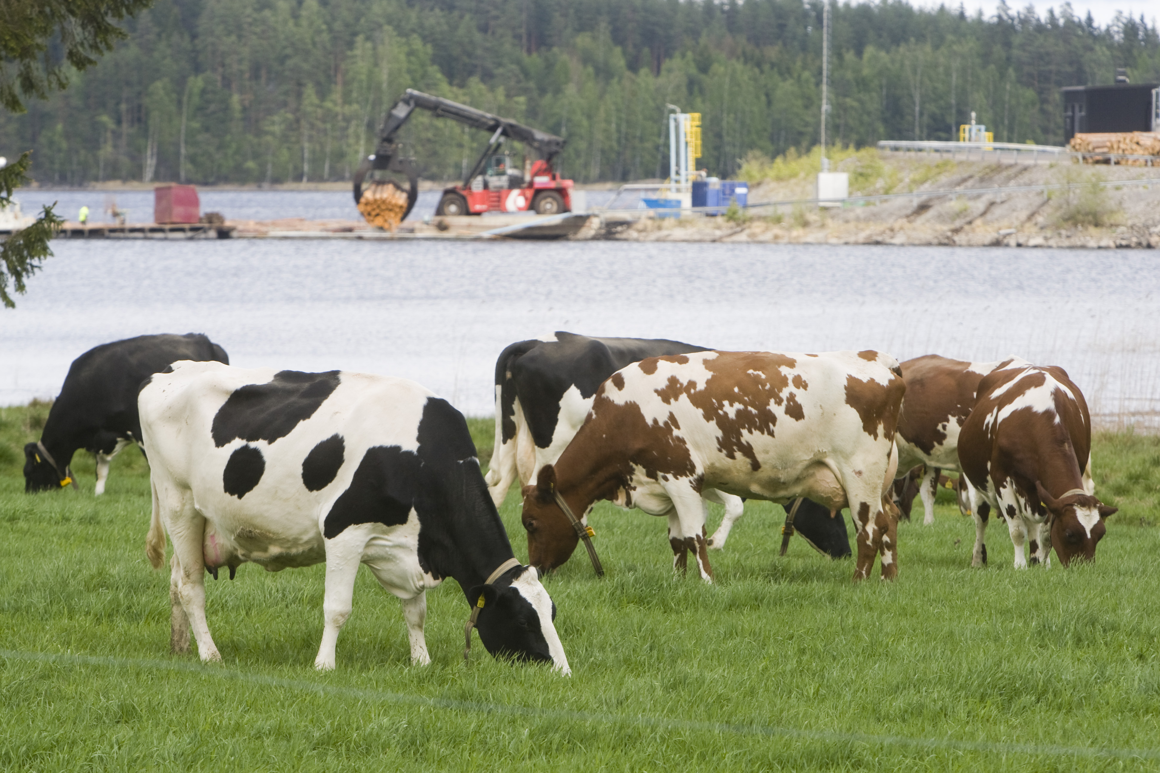 Laiduntavia lehmiä ja Saimaassa uitetun sahatavaran nostoa Mikkelissä Ristiinan Pellosniemessä. Kuvituskuva.
