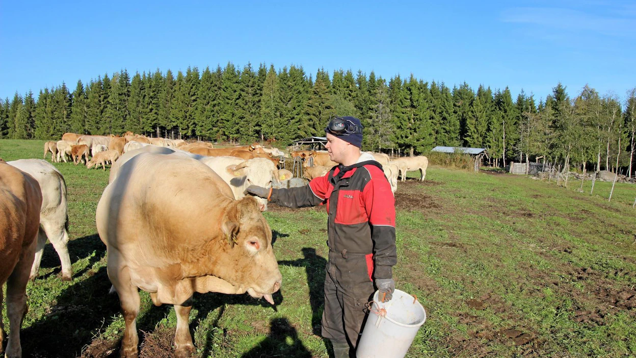 Tuomo Kallisella on hyviä kokemuksia Blonde-rodusta. Tämän sonnin paino on noin 1 200 kiloa.