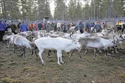 Kemin-Sompion paliskunnan teurasmäärät ovat pudonneet tavoitetasolta noin 50 prosenttia. Kuvassa on Mukkajoenrovan poroerotus Savukoskella. Kari Lindholm