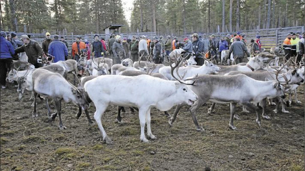 Kemin-Sompion paliskunnan teurasmäärät ovat pudonneet tavoitetasolta noin 50 prosenttia. Kuvassa on Mukkajoenrovan poroerotus Savukoskella. Kari Lindholm