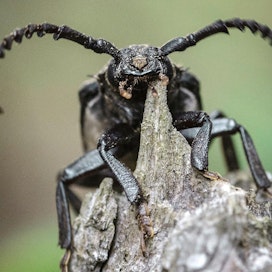 Karvari on yksi suurimpia kovakuoriaisiamme, naaras voi olla jopa neljän sentin mittainen. Se viihtyy aurinkoisissa kalliomänniköissä ja esiintyy lähinnä etelä- ja lounaisrannikolla.