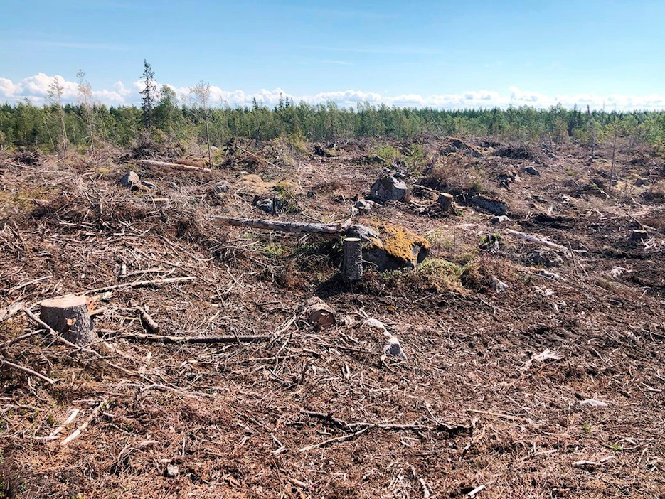 Vaasan saaristossa kaadettiin ilmeisesti vahingossa merikotkan pesimäalue.