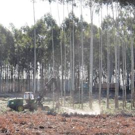 UPM:llä toimii Uruguayn Fray Bentosissa kapasiteetiltaan 1,3 miljoonan tonnin sellutehdas, joka käyttää eukalyptusta. Nyt yhtiö suunnittelee toista sellujättiä maan sisäosiin.