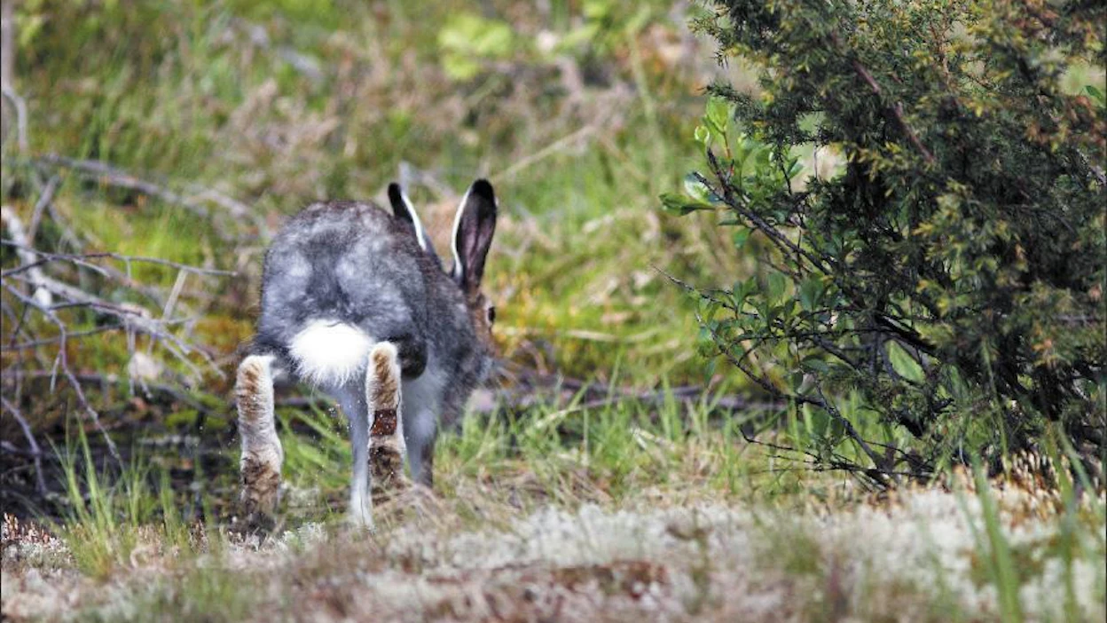 Huomenna alkava metsäjäniksen pyynti on suosituimpia metsästysmuotoja Suomessa. Sami Karppinen