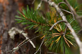 Mäntyä kannattaa kokeilla metsäisenä mausteena.