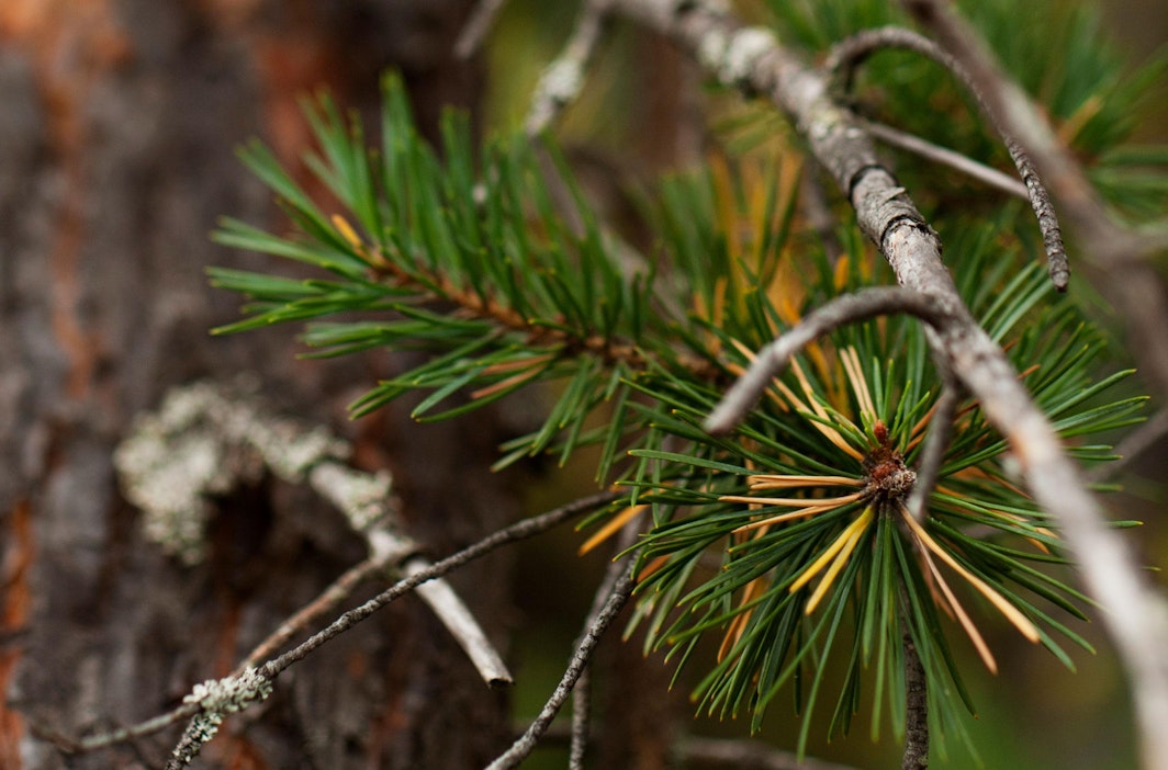 Mäntyä kannattaa kokeilla metsäisenä mausteena.