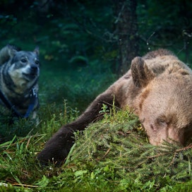 Koko maan karhujen kaatokiintiö on 384 karhua.