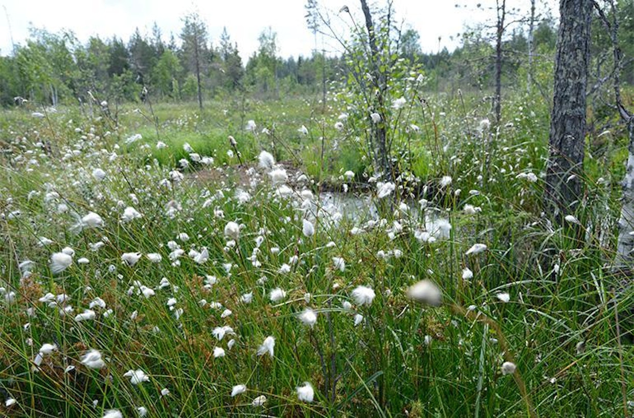 Kaksi vuotta sitten ennallistetulta Pieneltä Moskuunsuolta Juuassa voi poimia lakkoja ja karpaloita. Kesäkuun lopussa suota koristi luhtavilla.