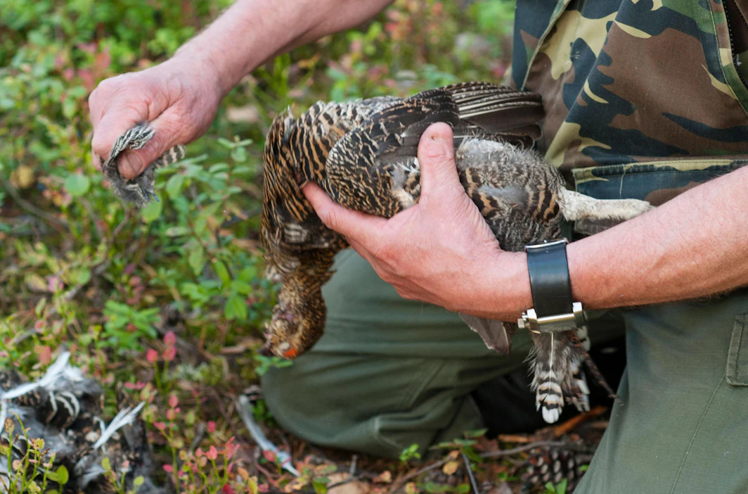 Jos riistametsänhoidon menetelmät yleistyisivät, talousmetsien laatu metsäkanalintujen elinympäristöinä paranisi, uskotaan Suomen riistakeskuksessa ja Suomen metsäkeskuksessa.
