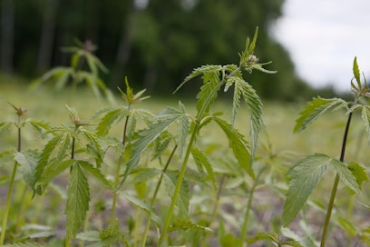 Hampun eri lajikkeita voidaan viljellä moniin tarkoituksiin. Suomessa on myynnissä muun muassa hamppuleipää.