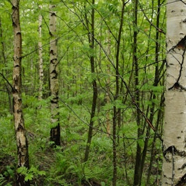 Suomi, Ruotsi ja Japani ovat onnistuneet säilyttämään metsänsä parhaiten teollistuneista maista.