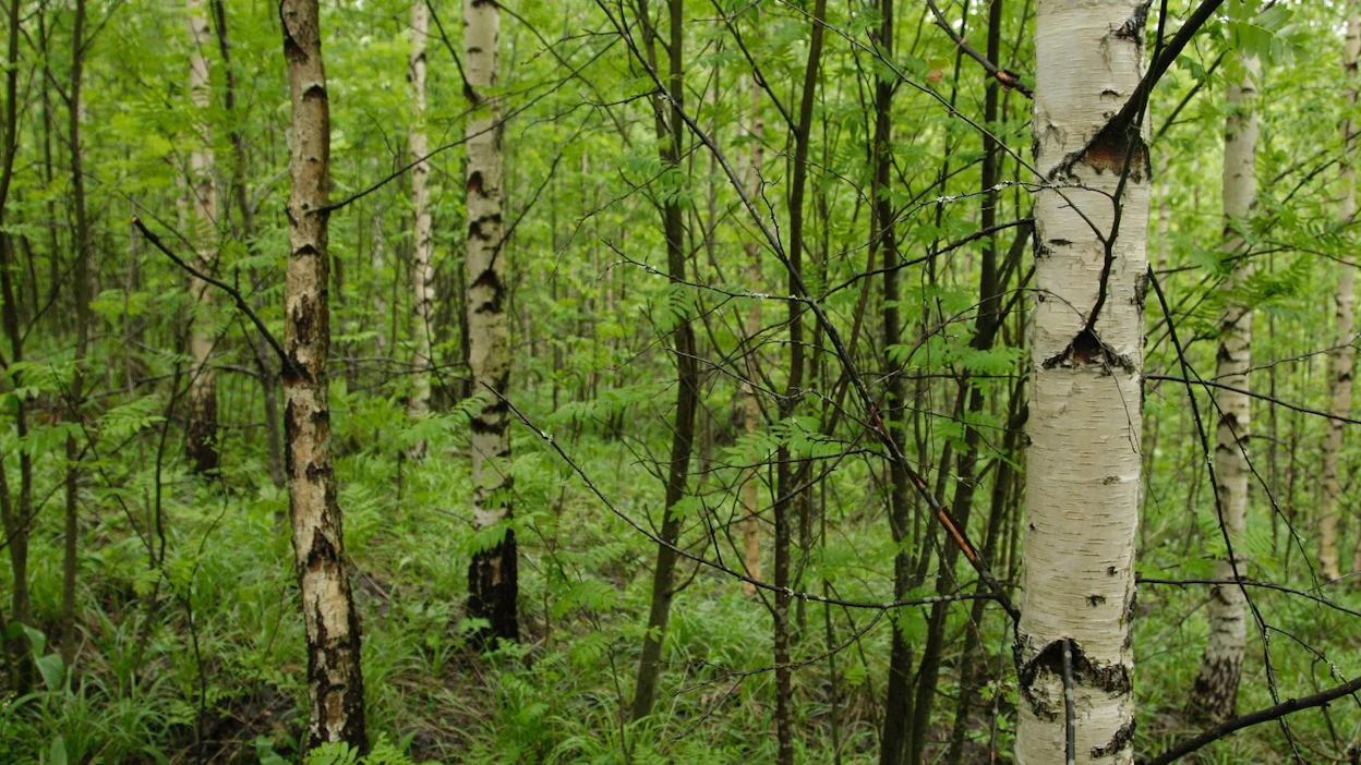 Suomi, Ruotsi ja Japani ovat onnistuneet säilyttämään metsänsä parhaiten teollistuneista maista.