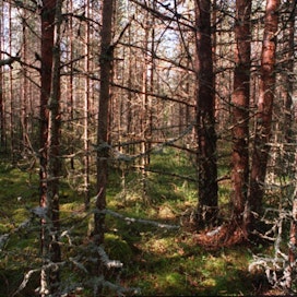 Metsävisan teemana oli suomalainen metsäluonto ja suomalaisten metsäsuhde.